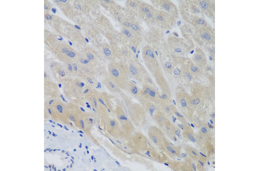 Immunohistochemistry - Anti-Securin Antibody (A16151) - Antibodies.com