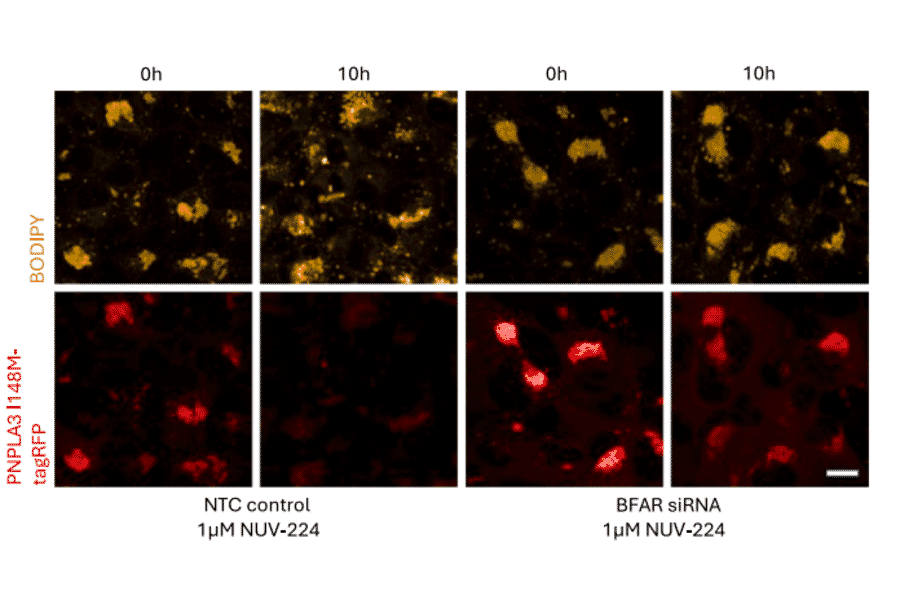 Live cell fluorescence - Anti-BFAR Antibody - Antibodies.com