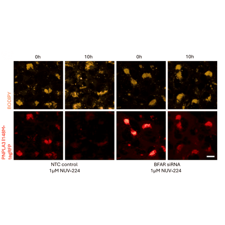 Live cell fluorescence - Anti-BFAR Antibody - Antibodies.com