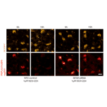 Live cell fluorescence - Anti-BFAR Antibody - Antibodies.com