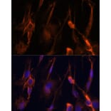 Immunofluorescence - Anti-BFAR Antibody (A16152) - Antibodies.com