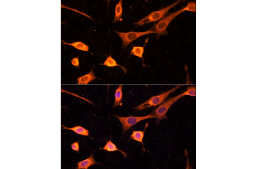 Immunofluorescence - Anti-BFAR Antibody (A16152) - Antibodies.com
