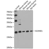 Western Blot - Anti-SCAND1 Antibody (A16153) - Antibodies.com