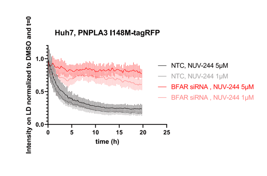 Live cell fluorescence - Anti-BFAR Antibody - Antibodies.com