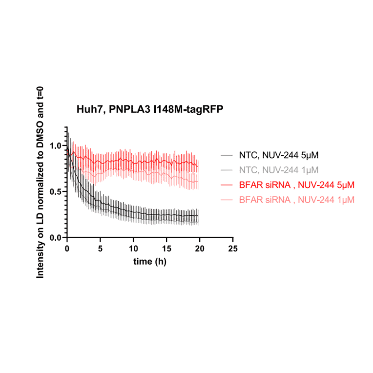 Live cell fluorescence - Anti-BFAR Antibody - Antibodies.com