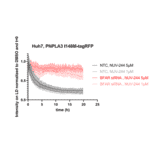 Live cell fluorescence - Anti-BFAR Antibody - Antibodies.com