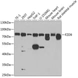 Western Blot - Anti-Frizzled 9 Antibody (A16154) - Antibodies.com