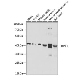 Western Blot - Anti-ITPK1 Antibody (A16155) - Antibodies.com