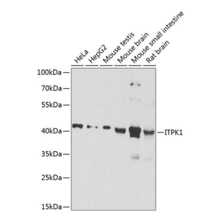 Western Blot - Anti-ITPK1 Antibody (A16155) - Antibodies.com