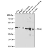 Western Blot - Anti-ITPK1 Antibody (A16155) - Antibodies.com