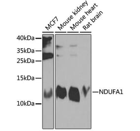 Western Blot - Anti-NDUFA1 Antibody (A16158) - Antibodies.com