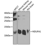 Western Blot - Anti-NDUFA1 Antibody (A16158) - Antibodies.com