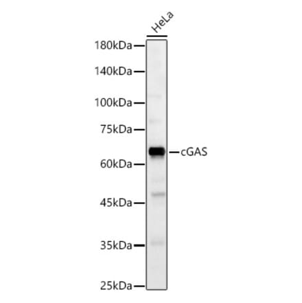 Western Blot - Anti-cGAS Antibody (A16161) - Antibodies.com