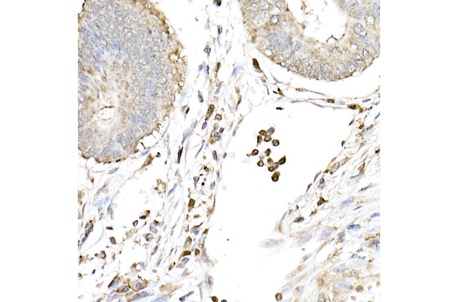 Immunohistochemistry - Anti-cGAS Antibody (A16161) - Antibodies.com