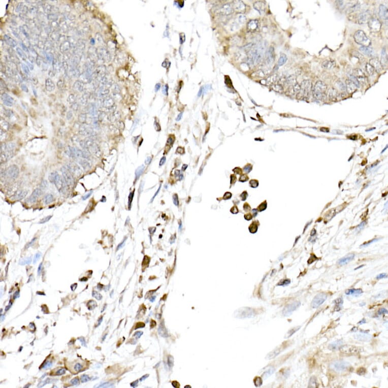 Immunohistochemistry - Anti-cGAS Antibody (A16161) - Antibodies.com