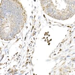 Immunohistochemistry - Anti-cGAS Antibody (A16161) - Antibodies.com
