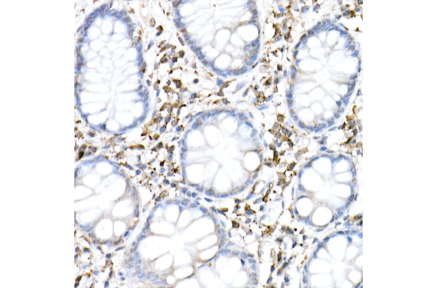 Immunohistochemistry - Anti-cGAS Antibody (A16161) - Antibodies.com