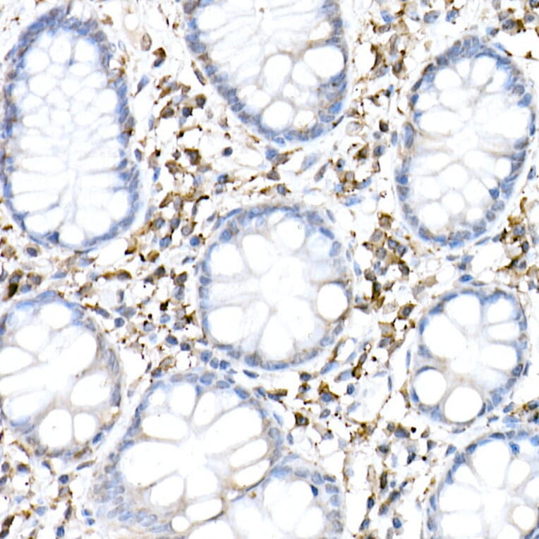Immunohistochemistry - Anti-cGAS Antibody (A16161) - Antibodies.com