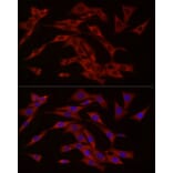 Immunofluorescence - Anti-cGAS Antibody (A16161) - Antibodies.com