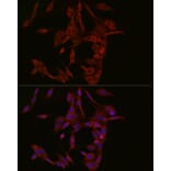 Immunofluorescence - Anti-cGAS Antibody (A16161) - Antibodies.com