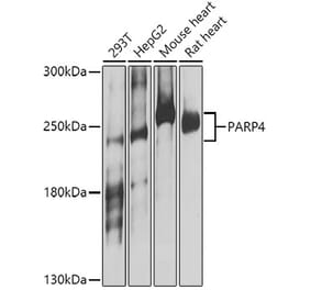 Western Blot - Anti-PARP4 Antibody (A16162) - Antibodies.com