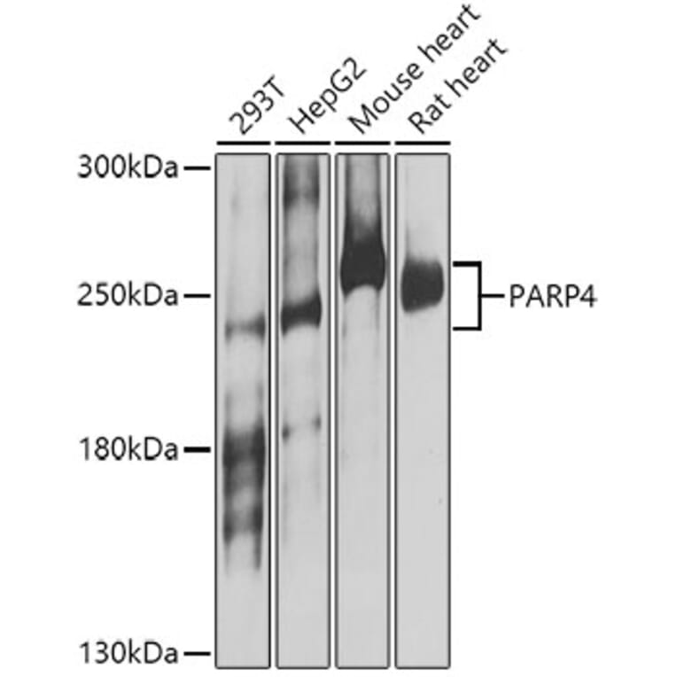 Western Blot - Anti-PARP4 Antibody (A16162) - Antibodies.com