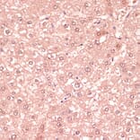 Immunohistochemistry - Anti-RNF5/NG2 Antibody (A16164) - Antibodies.com