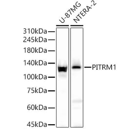 Western Blot - Anti-PITRM1 Antibody (A16166) - Antibodies.com