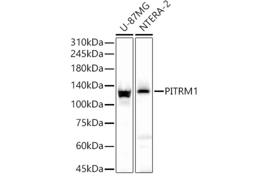Western Blot - Anti-PITRM1 Antibody (A16166) - Antibodies.com