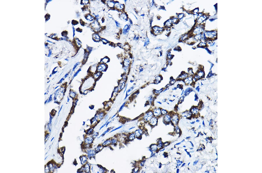 Immunohistochemistry - Anti-MSRB2 Antibody (A16167) - Antibodies.com