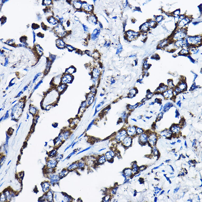Immunohistochemistry - Anti-MSRB2 Antibody (A16167) - Antibodies.com