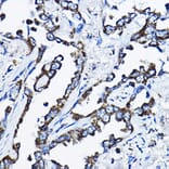 Immunohistochemistry - Anti-MSRB2 Antibody (A16167) - Antibodies.com