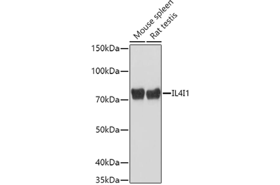 Western Blot - Anti-IL-4I1/LAO Antibody (A16170) - Antibodies.com