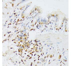 Immunohistochemistry - Anti-ANKRD52 Antibody (A16171) - Antibodies.com