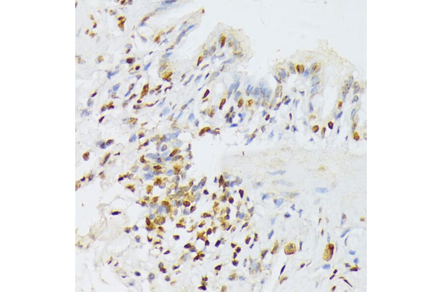 Immunohistochemistry - Anti-ANKRD52 Antibody (A16171) - Antibodies.com