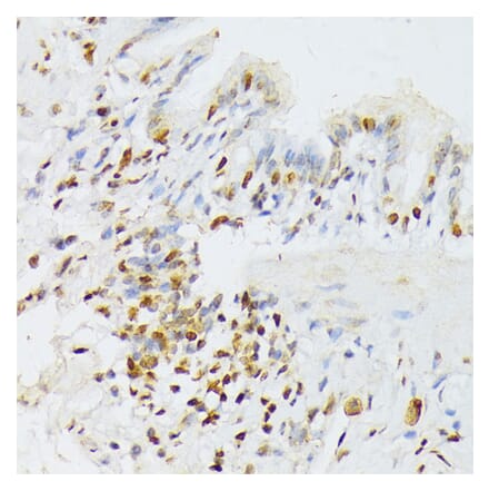 Immunohistochemistry - Anti-ANKRD52 Antibody (A16171) - Antibodies.com