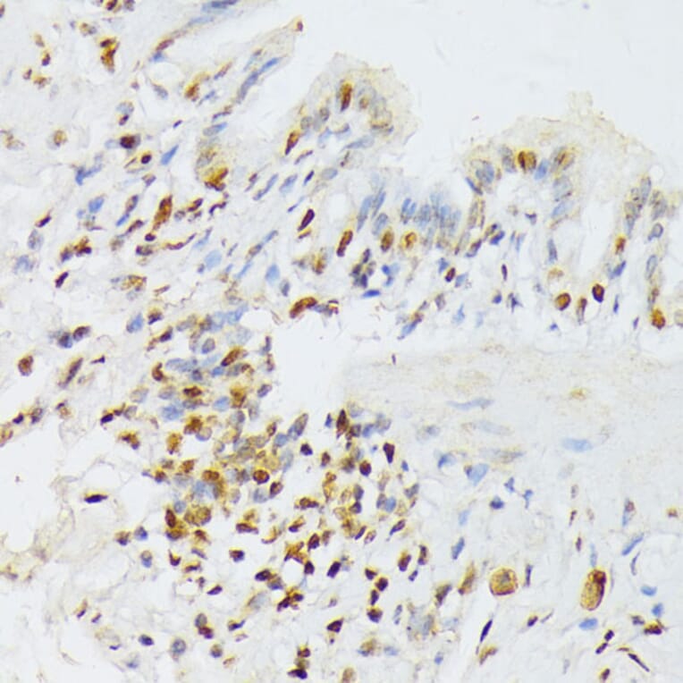Immunohistochemistry - Anti-ANKRD52 Antibody (A16171) - Antibodies.com