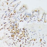 Immunohistochemistry - Anti-ANKRD52 Antibody (A16171) - Antibodies.com