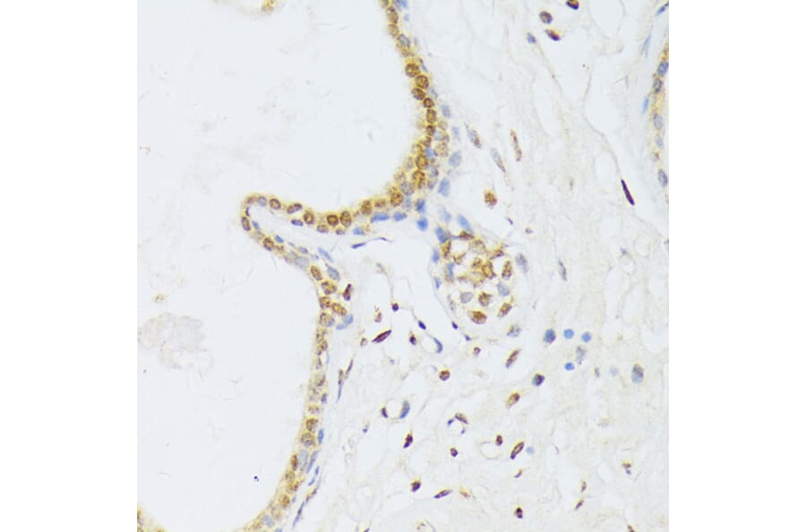 Immunohistochemistry - Anti-ANKRD52 Antibody (A16171) - Antibodies.com