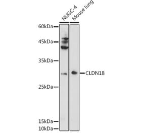 Western Blot - Anti-Claudin18 Antibody (A16174) - Antibodies.com