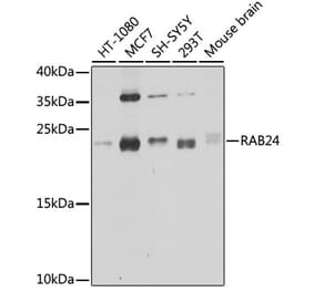 Western Blot - Anti-Rab24 Antibody (A16175) - Antibodies.com