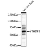 Western Blot - Anti-YTHDF3 Antibody (A16176) - Antibodies.com