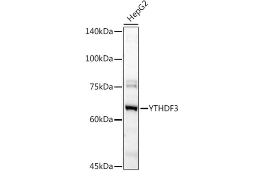 Western Blot - Anti-YTHDF3 Antibody (A16176) - Antibodies.com