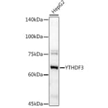 Western Blot - Anti-YTHDF3 Antibody (A16176) - Antibodies.com