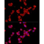 Immunofluorescence - Anti-YTHDF3 Antibody (A16176) - Antibodies.com