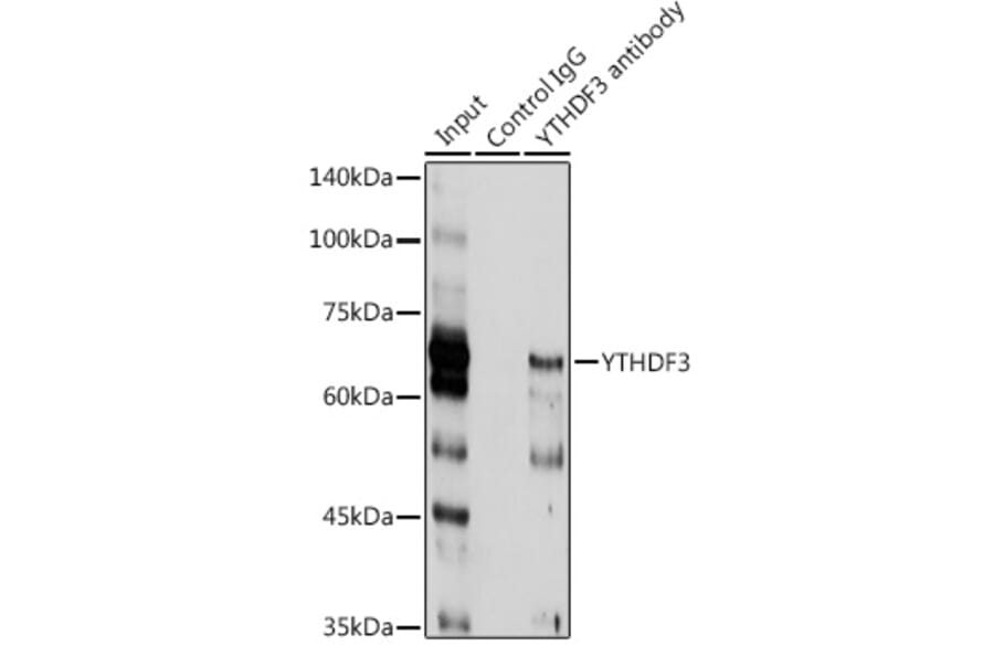 Western Blot - Anti-YTHDF3 Antibody (A16176) - Antibodies.com