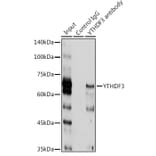 Western Blot - Anti-YTHDF3 Antibody (A16176) - Antibodies.com