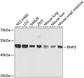 Western Blot - Anti-BMP5 Antibody (A16178) - Antibodies.com
