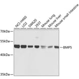 Western Blot - Anti-BMP5 Antibody (A16178) - Antibodies.com