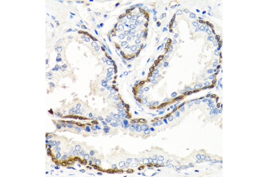 Immunohistochemistry - Anti-BMP5 Antibody (A16178) - Antibodies.com